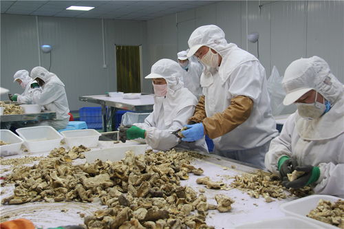 東海縣石湖鄉 小香菇撐起富民大產業